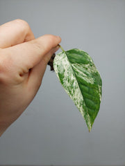 Epipremnum Cebu Blue Variegata Steckling