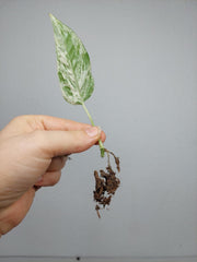Epipremnum Cebu Blue Variegata Steckling
