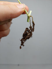 Epipremnum Cebu Blue Variegata Steckling