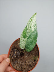 Epipremnum Cebu Blue Variegata Steckling
