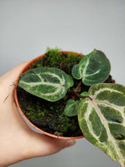 Anthurium Red Crystallinum Variegata