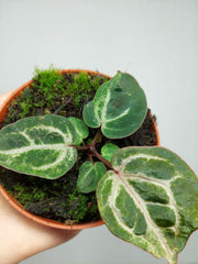 Anthurium Red Crystallinum Variegata