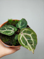 Anthurium Red Crystallinum Variegata