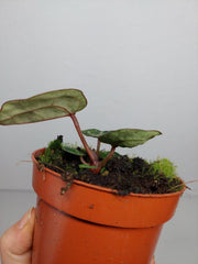 Anthurium Red Crystallinum Variegata