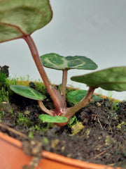 Anthurium Red Crystallinum Variegata