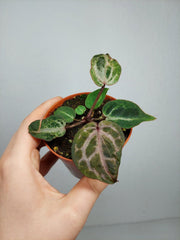 Anthurium Red Crystallinum Variegata