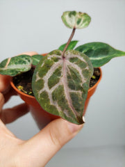 Anthurium Red Crystallinum Variegata