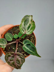 Anthurium Red Crystallinum Variegata
