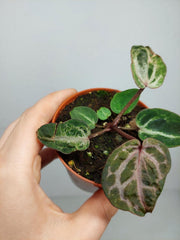 Anthurium Red Crystallinum Variegata