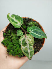 Anthurium Red Crystallinum Variegata