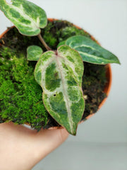 Anthurium Red Crystallinum Variegata