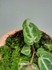 Anthurium Red Crystallinum Variegata