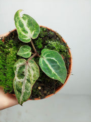 Anthurium Red Crystallinum Variegata