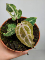 Anthurium Red Crystallinum Variegata