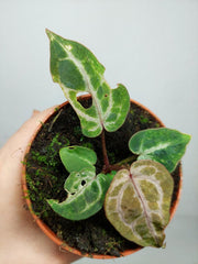 Anthurium Red Crystallinum Variegata