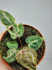 Anthurium Red Crystallinum Variegata