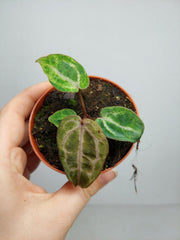 Anthurium Red Crystallinum Variegata