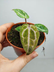 Anthurium Red Crystallinum Variegata