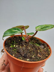 Anthurium Red Crystallinum Variegata