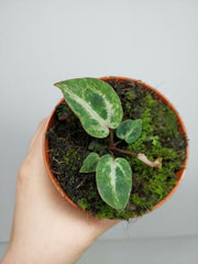 Anthurium Red Crystallinum Variegata