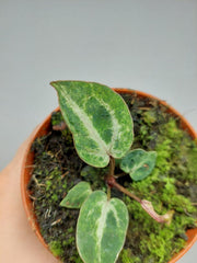 Anthurium Red Crystallinum Variegata