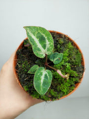 Anthurium Red Crystallinum Variegata