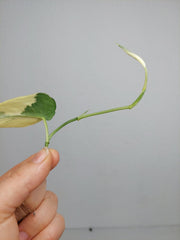 Scindapsus Mayari Variegata Steckling