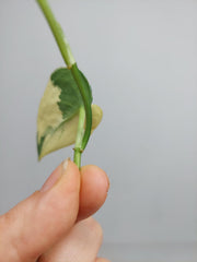 Scindapsus Mayari Variegata Steckling