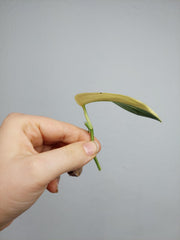 Scindapsus Mayari Variegata Steckling