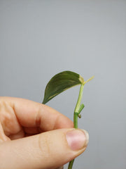 Scindapsus Mayari Variegata Steckling