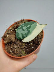 Scindapsus Mayari Variegata Steckling