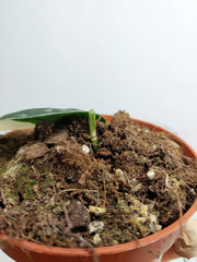 Scindapsus Mayari Variegata Steckling