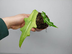 Alocasia Portei Ghost Variegata