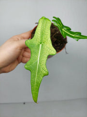 Alocasia Portei Ghost Variegata