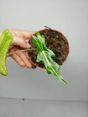 Alocasia Portei Ghost Variegata