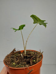 Alocasia Portei Ghost Variegata