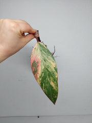 Philodendron Strawberry Shake Steckling