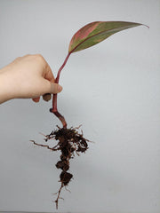 Philodendron Strawberry Shake Steckling