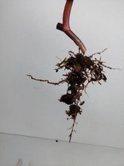 Philodendron Strawberry Shake Steckling