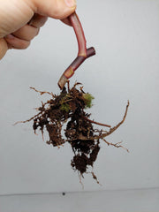 Philodendron Strawberry Shake Steckling