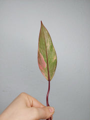 Philodendron Strawberry Shake Steckling