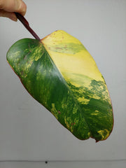 Philodendron Strawberry Shake Steckling