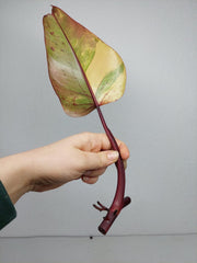 Philodendron Strawberry Shake Steckling