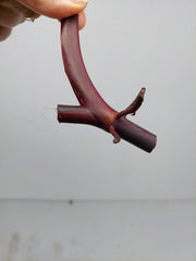 Philodendron Strawberry Shake Steckling
