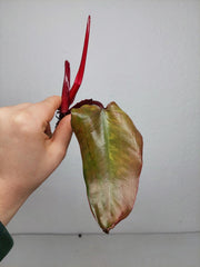 Philodendron Strawberry Shake Steckling
