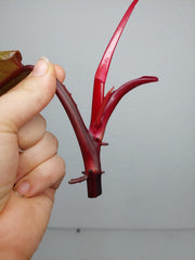 Philodendron Strawberry Shake Steckling