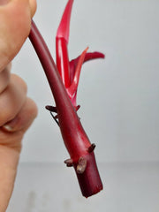 Philodendron Strawberry Shake Steckling