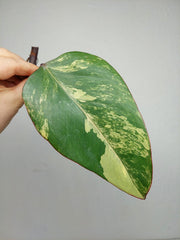 Philodendron Strawberry Shake Steckling