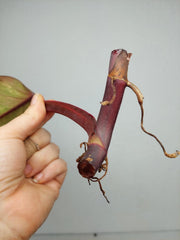 Philodendron Strawberry Shake Steckling