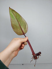 Philodendron Strawberry Shake Steckling